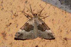 Pseudocoremia pergrata