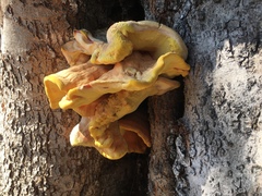 Laetiporus gilbertsonii
