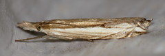 Raphiptera argillaceellus