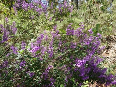 Prostanthera melissifolia