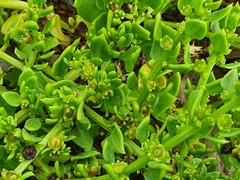 Patellifolia procumbens image