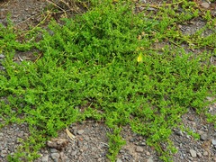 Patellifolia procumbens image