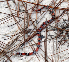 Cemophora coccinea copei