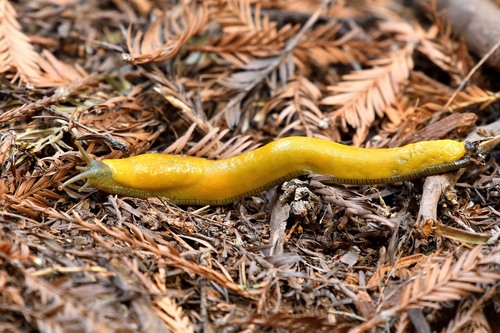 Slender Banana Slug