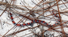 Cemophora coccinea copei