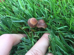 Panaeolus foenisecii