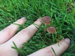 Panaeolus foenisecii