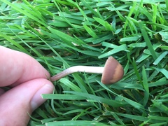 Panaeolus foenisecii