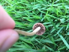 Panaeolus foenisecii