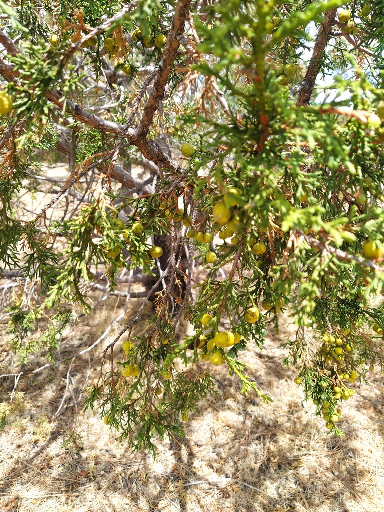 alligator juniper from Guachochi, Chih., México on June 6, 2023 at 12: ...