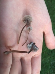 Mycena leptocephala