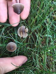 Mycena leptocephala