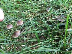 Mycena leptocephala