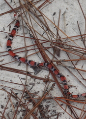 Cemophora coccinea copei