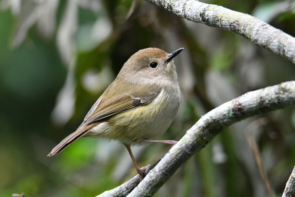 Large-Billed Scrubwren
