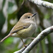 Large-billed Scrubwren - Photo (c) Peter and Shelly, some rights reserved (CC BY-NC), uploaded by Peter and Shelly