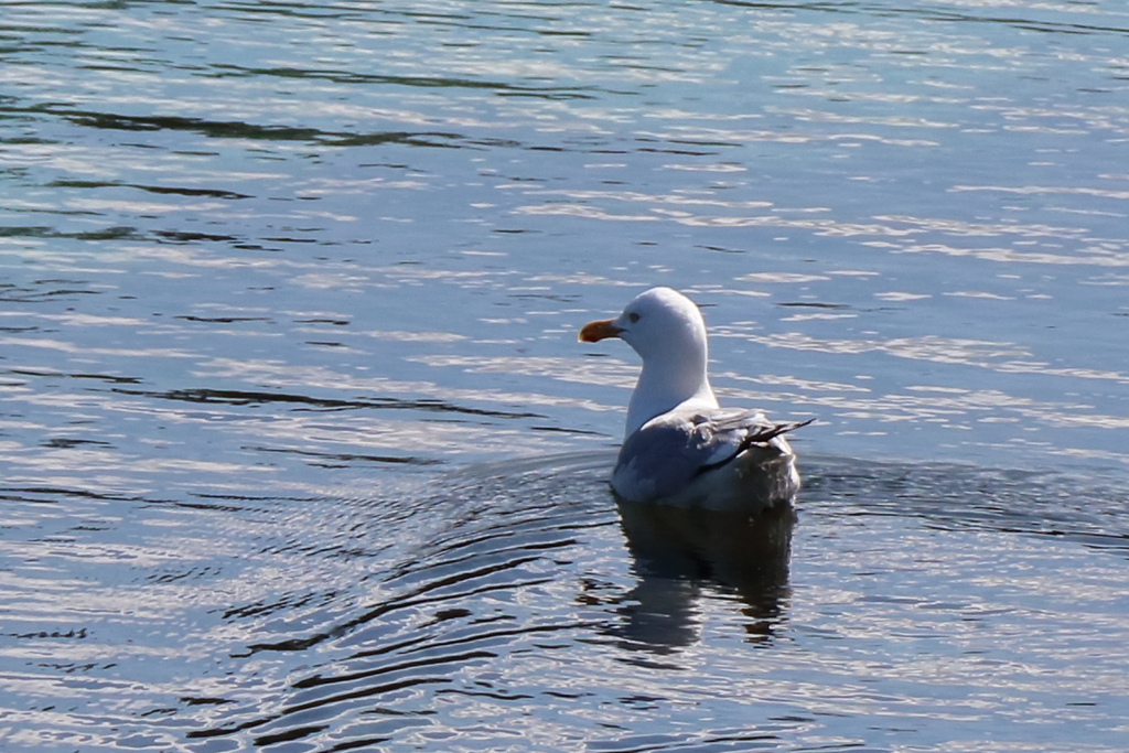 Herring Gull from Black Point, NS, Canada on May 18, 2023 at 0512 PM by Mark A Bearss · iNaturalist