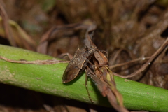 Tibraca limbativentris