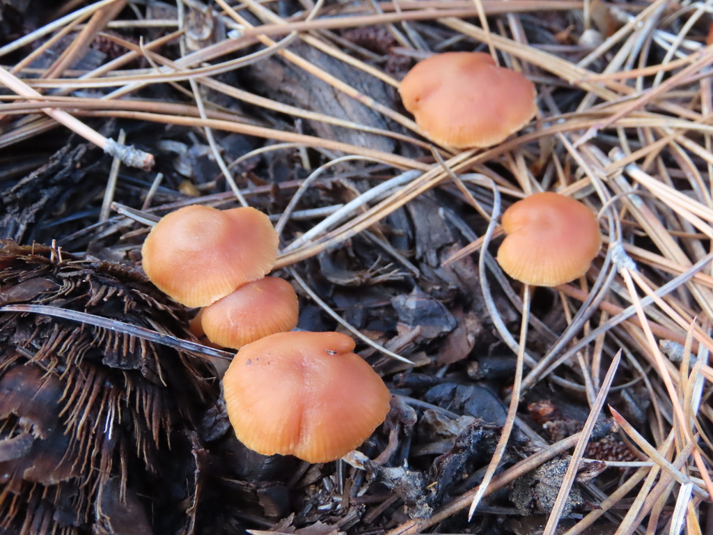 Laccaria laccata · June 2023 · photo: © nicoolejnik (iNaturalist, cc-by)