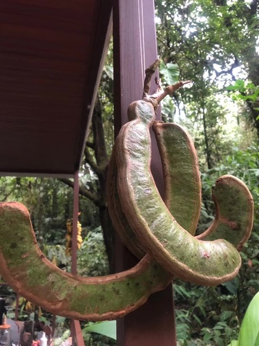 Inga spectabilis - Leaves