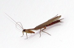 Orthoderella major