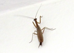 Orthoderella major