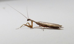 Orthoderella major