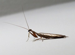 Orthoderella major