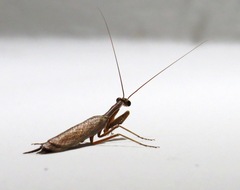 Orthoderella major