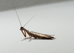 Orthoderella major