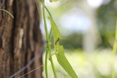 Dione vanillae maculosa