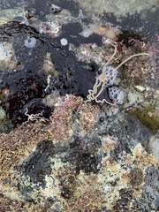 Amphiodia occidentalis