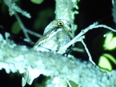 Micrathene whitneyi