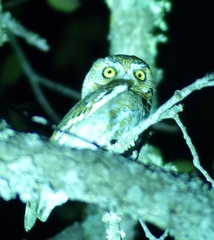 Micrathene whitneyi