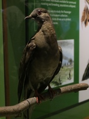 Ectopistes migratorius