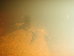 Xenopus