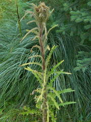 Cirsium scariosum