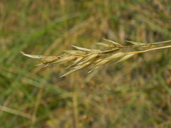 Danthonia intermedia