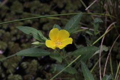 Ludwigia bonariensis