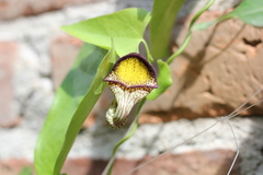 Aristolochia triangularis