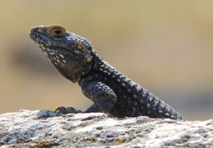 Laudakia stellio daani