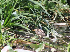Ixobrychus involucris