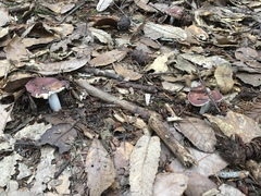 Russula murrillii