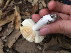 Russula murrillii