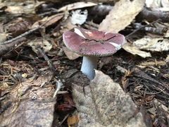 Russula murrillii