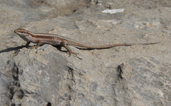 Anatolian Rock Lizard photo 3