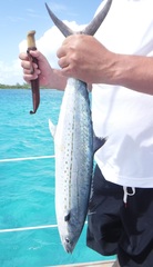 Scomberomorus regalis