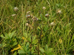 Senecio hydrophiloides