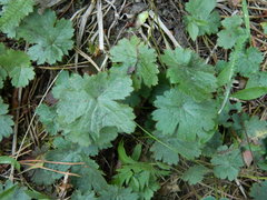 Waldsteinia idahoensis