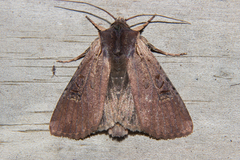 Ichneutica omoplaca